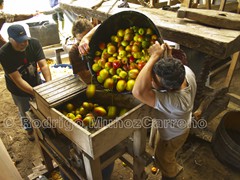 Maja de manzanas, producción de Chicha